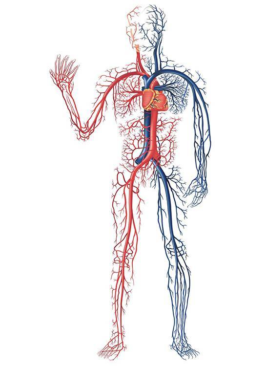 Sistemul vascular